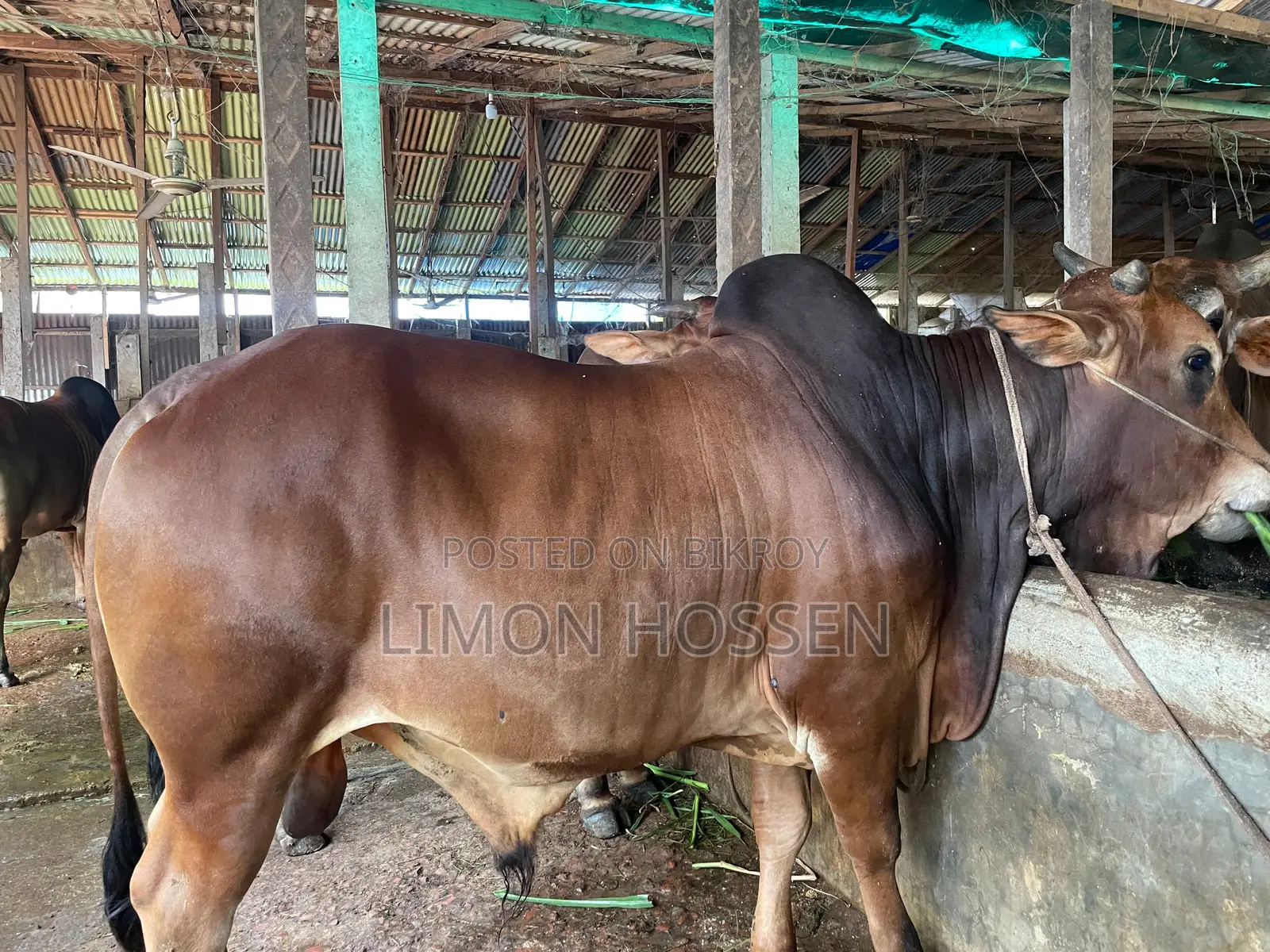 * লাইভ ওজনের বড় গরু বিক্রি হবে
