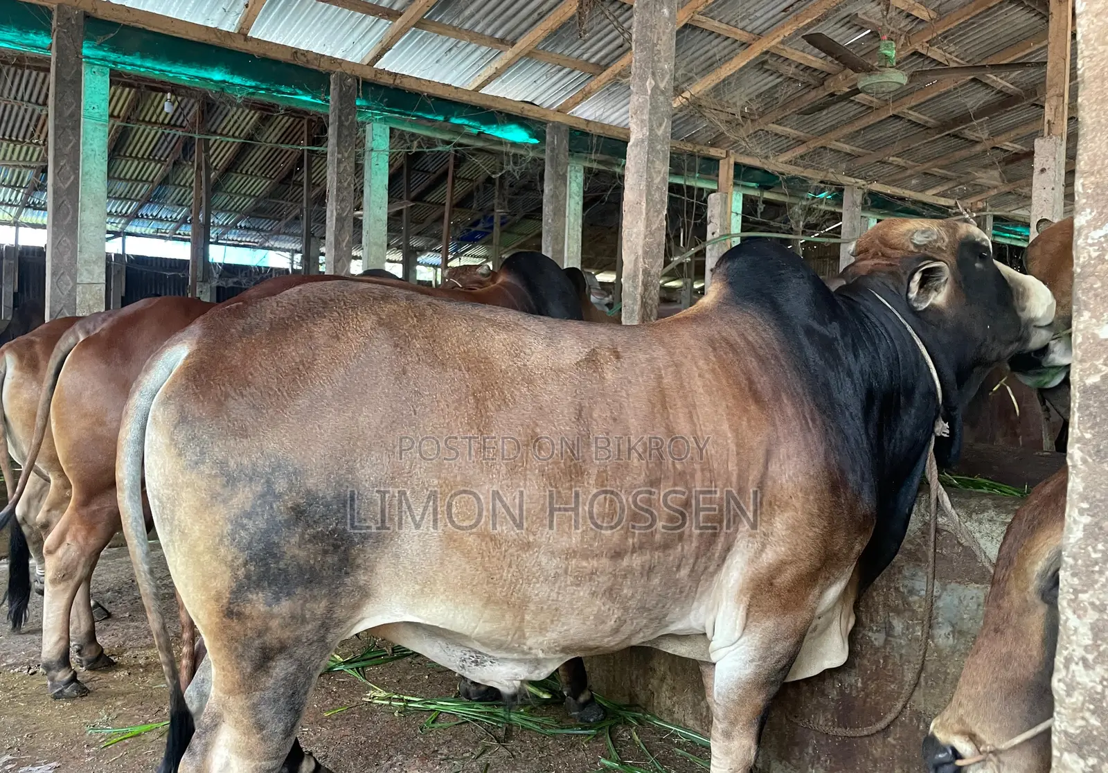 * লাইভ ওজনের বড় গরু বিক্রি হবে