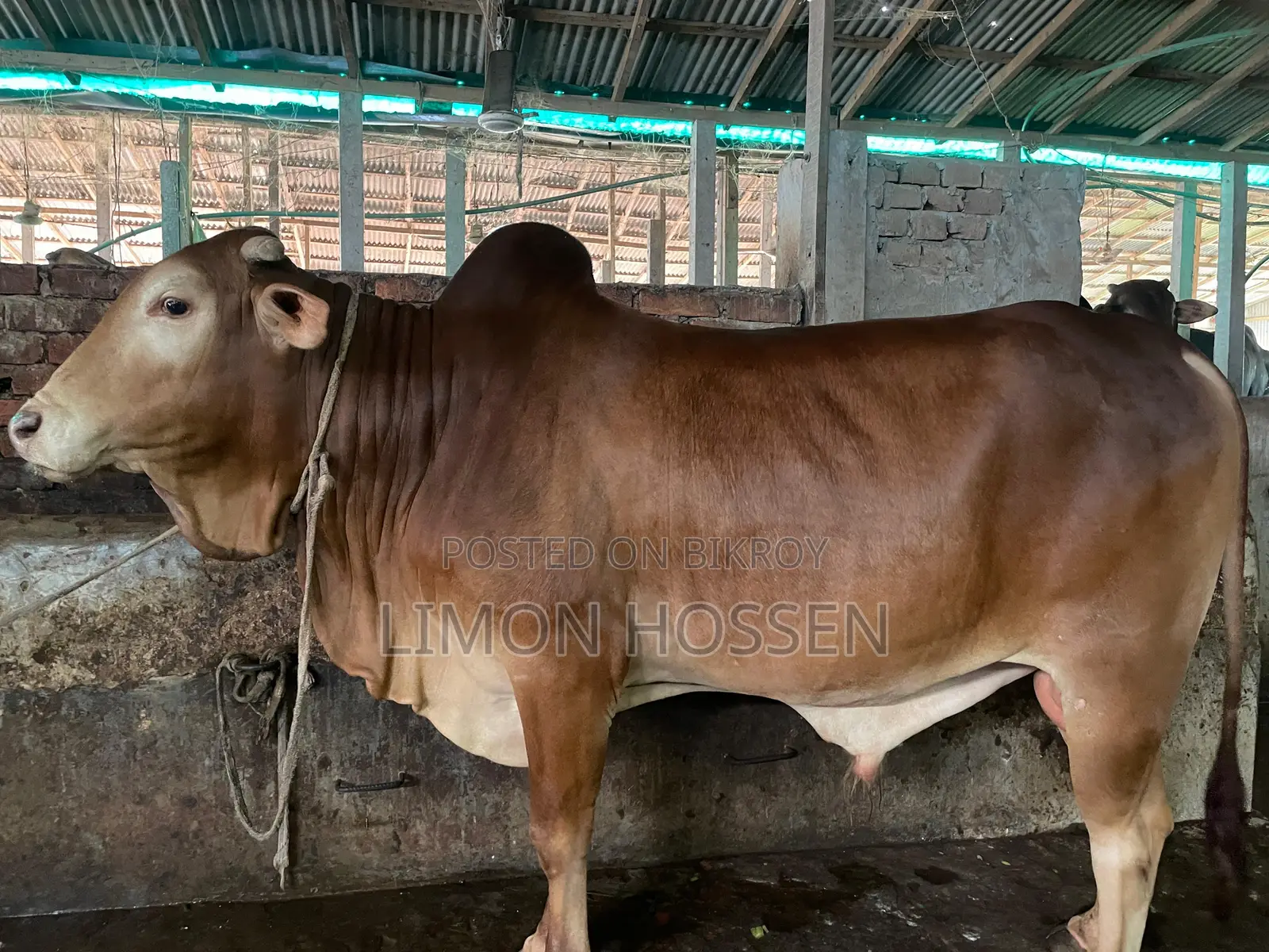 * লাইভ ওজনের বড় গরু বিক্রি হবে