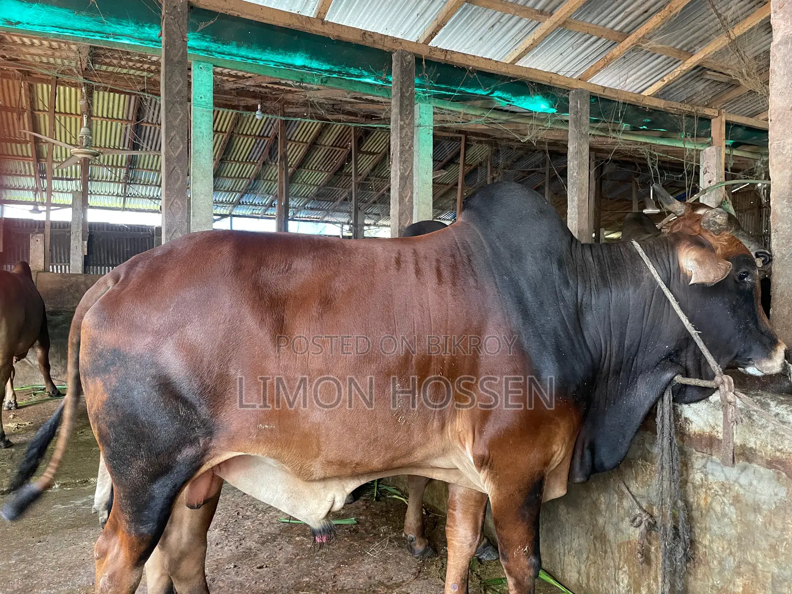 * লাইভ ওজনের বড় গরু বিক্রি হবে