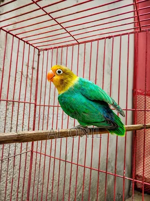 Love Bird / Parblue Fischer
