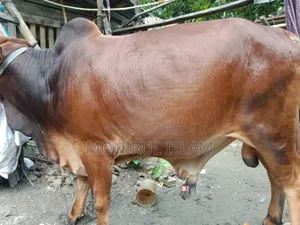 রেড কাউ শাহীওয়াল