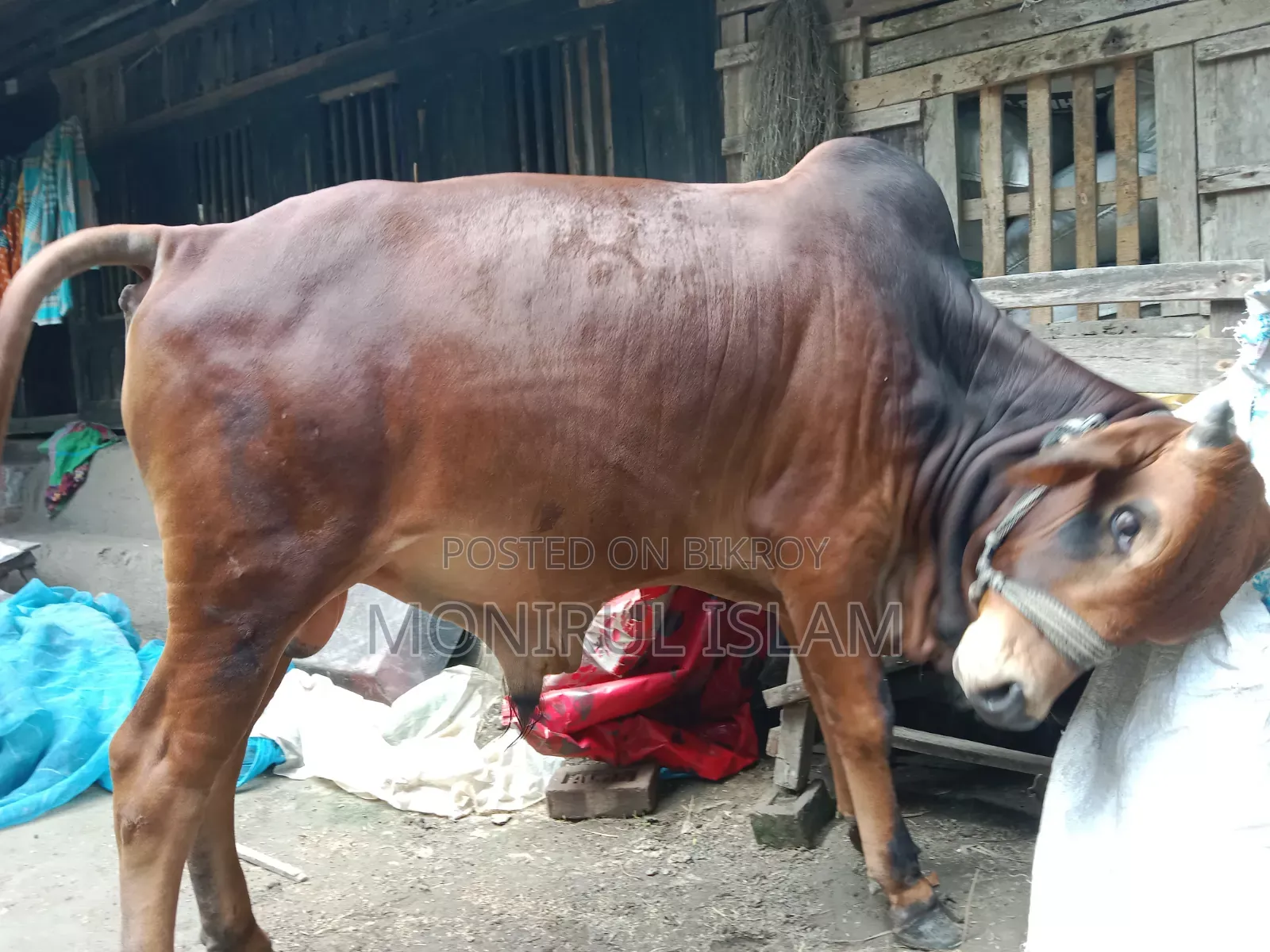 রেড কাউ শাহীওয়াল
