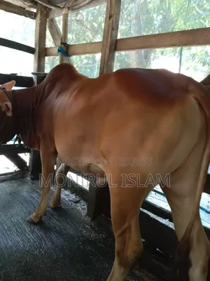 Red Cow Deshe