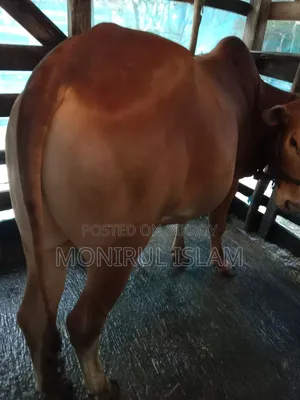 Red Cow Deshe