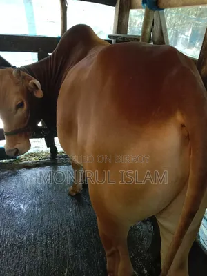 Red Cow Deshe