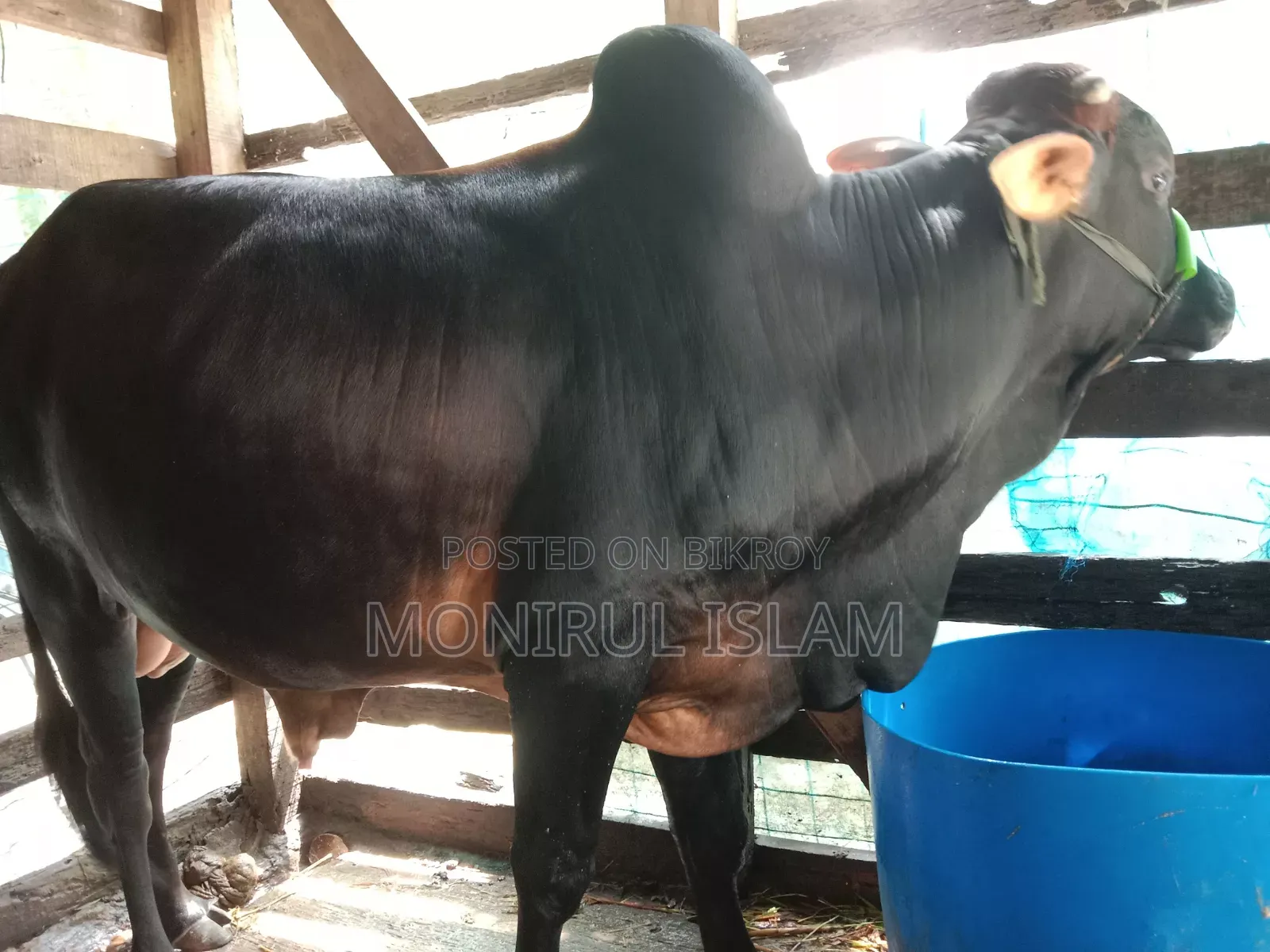 কালো শাহীওয়াল কোরবানি গরু