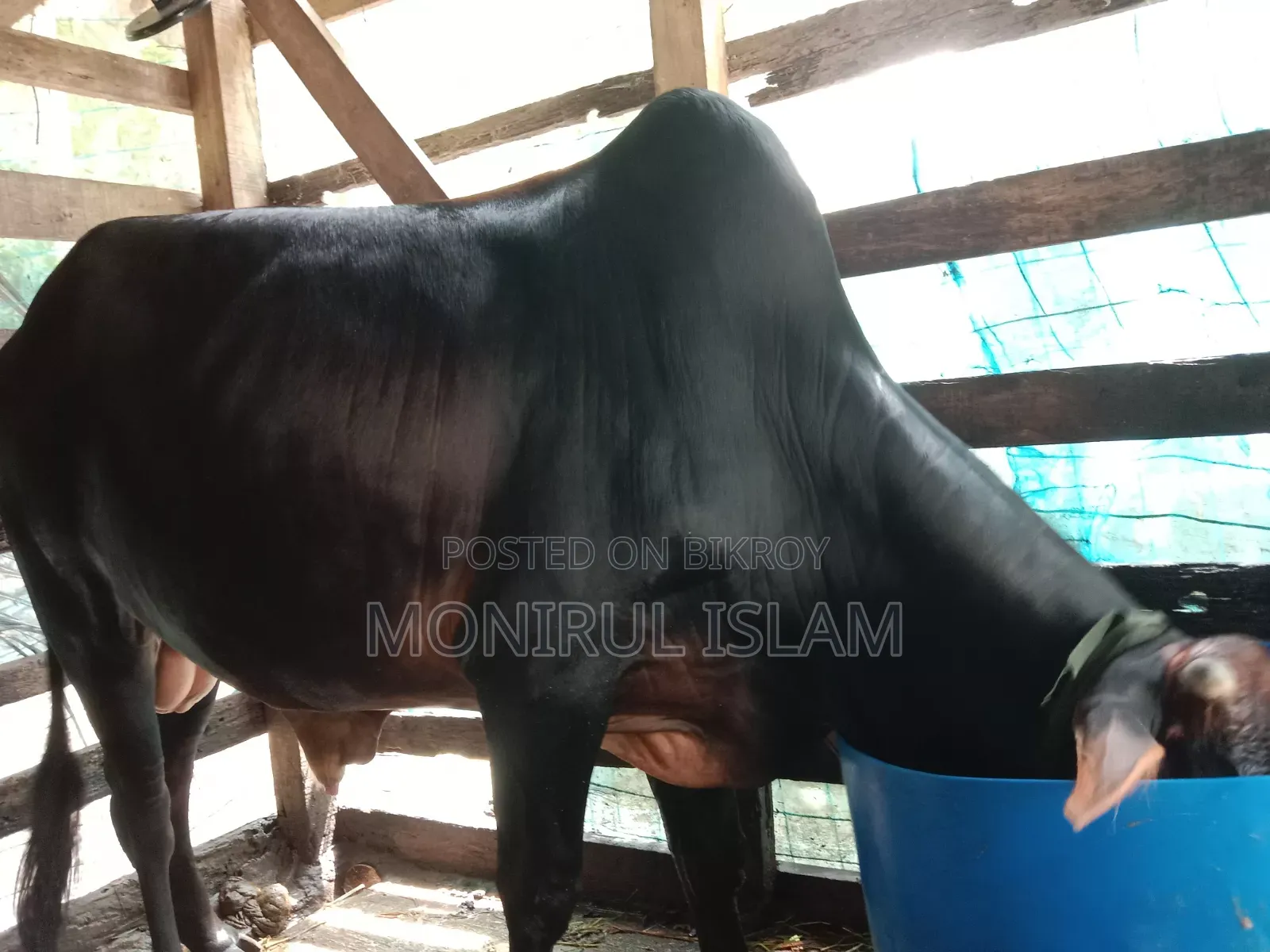 কালো শাহীওয়াল কোরবানি গরু