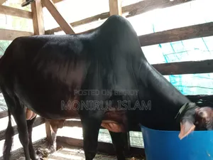 কালো শাহীওয়াল কোরবানি গরু