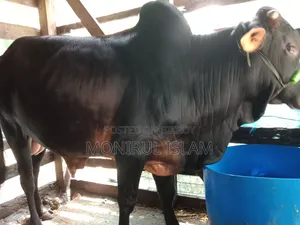 কালো শাহীওয়াল কোরবানি গরু