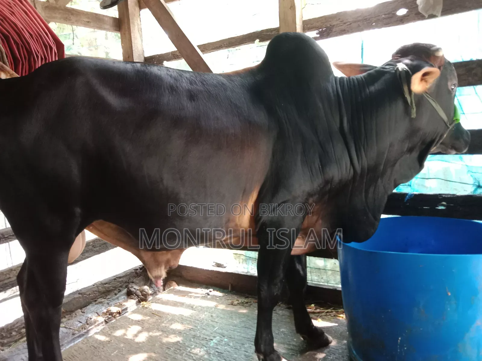 কালো শাহীওয়াল কোরবানি গরু