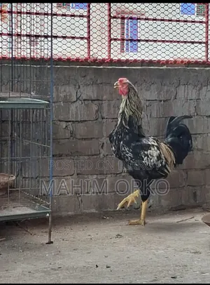 আসল মুরগি