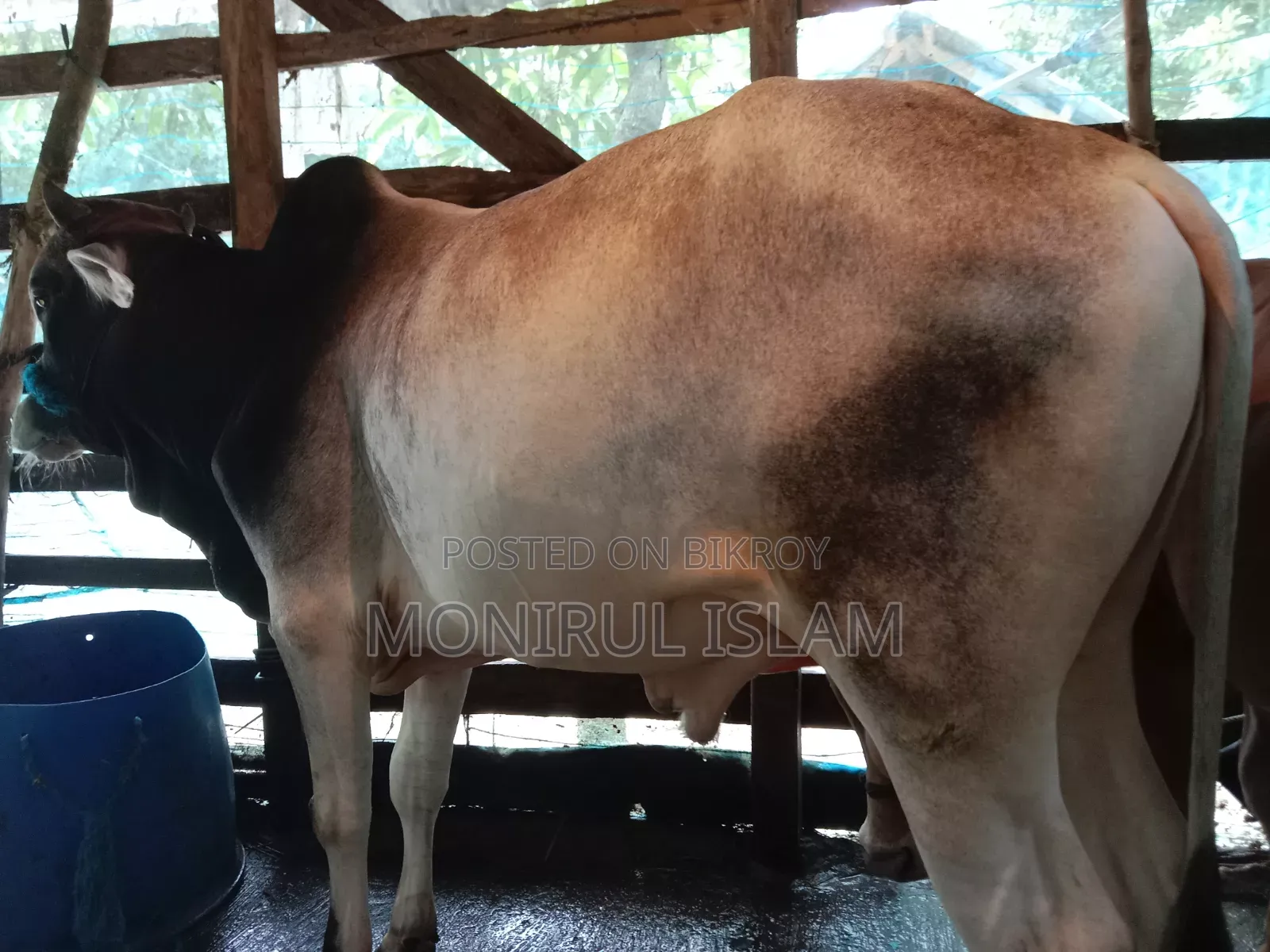 আশে কালারের কোরবানির গরু