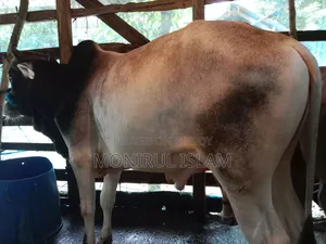 আশে কালারের কোরবানির গরু