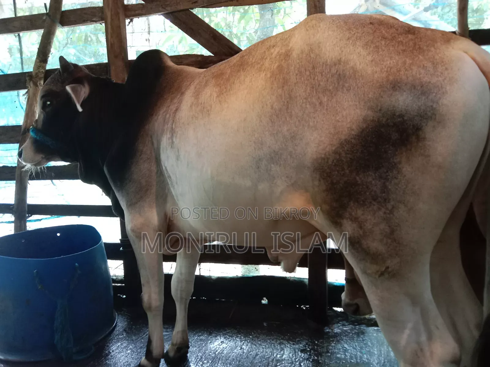 আশে কালারের কোরবানির গরু