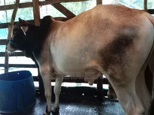 আশে কালারের কোরবানির গরু