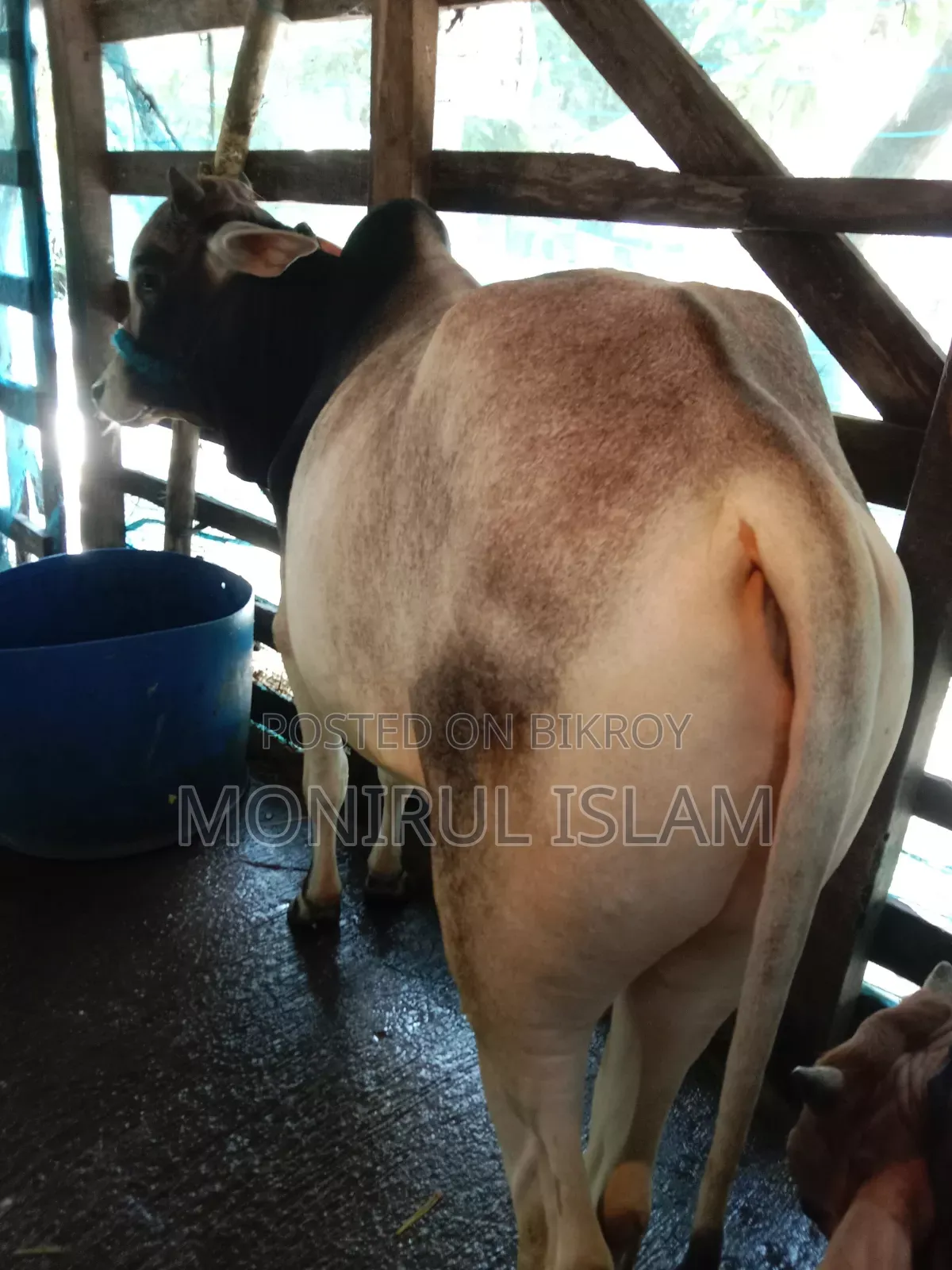 আশে কালারের কোরবানির গরু