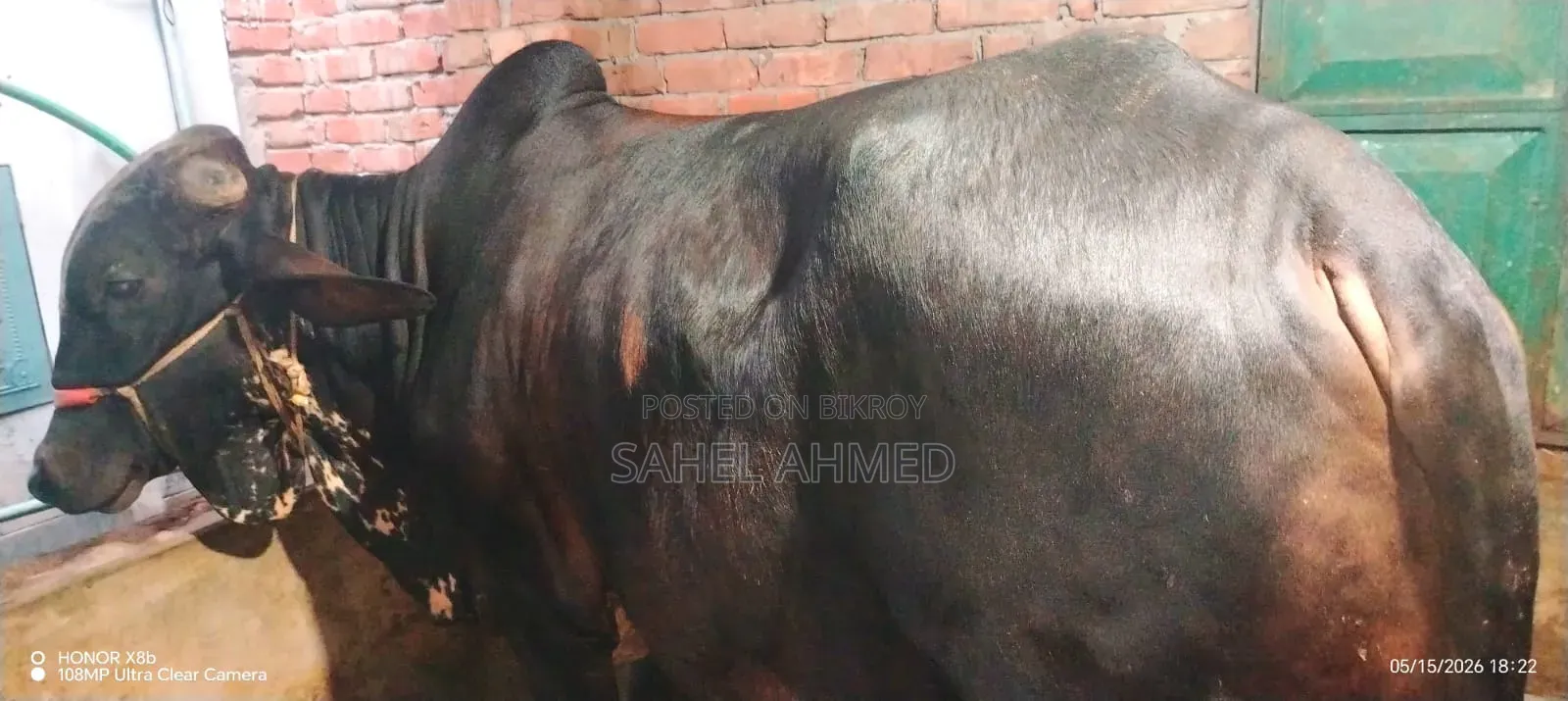 পবিত্র কুরবানীর জন্য ভাল জাতের ষাড় গরু বিক্রয় করা হবে