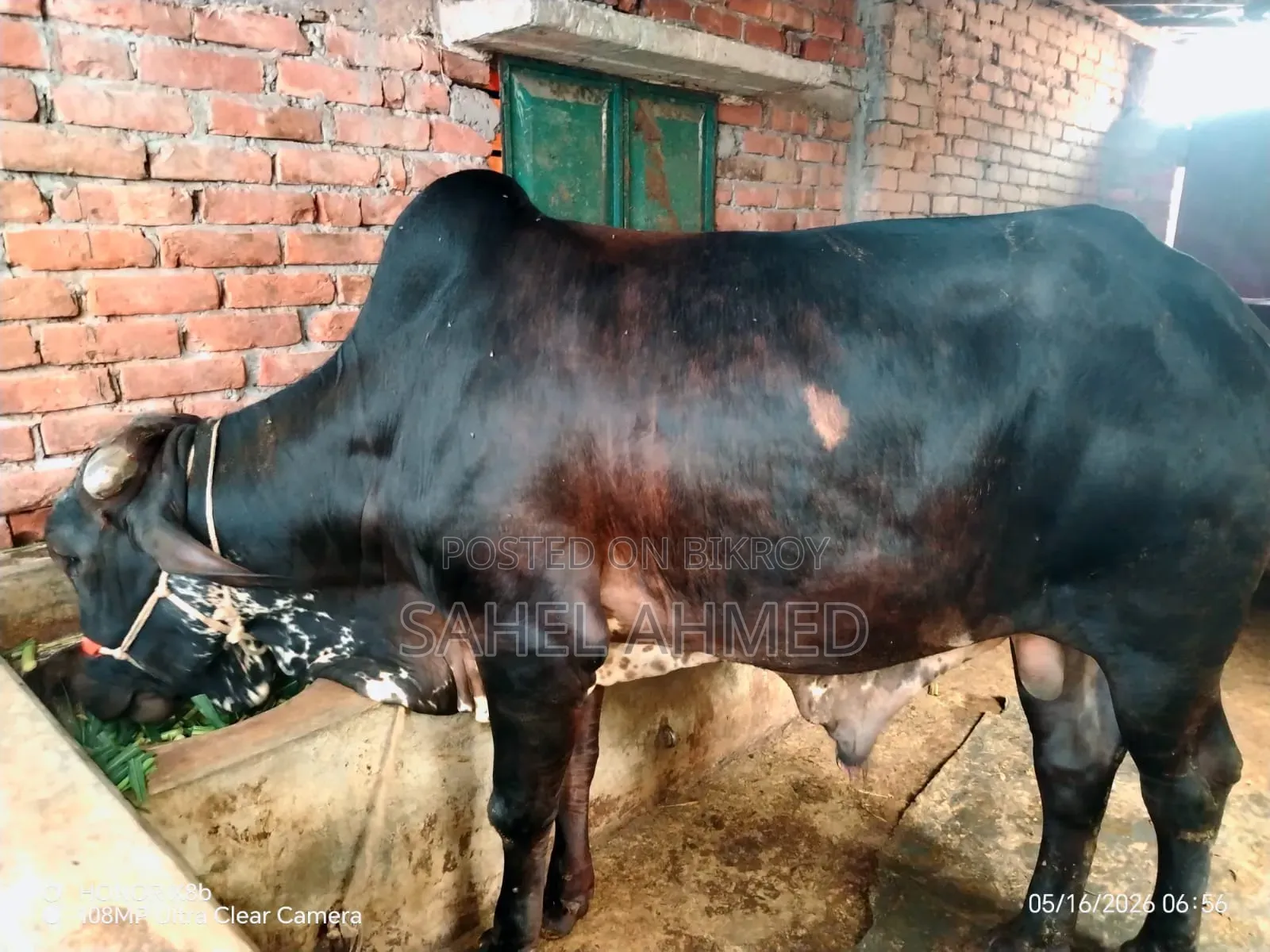 পবিত্র কুরবানীর জন্য ভাল জাতের ষাড় গরু বিক্রয় করা হবে