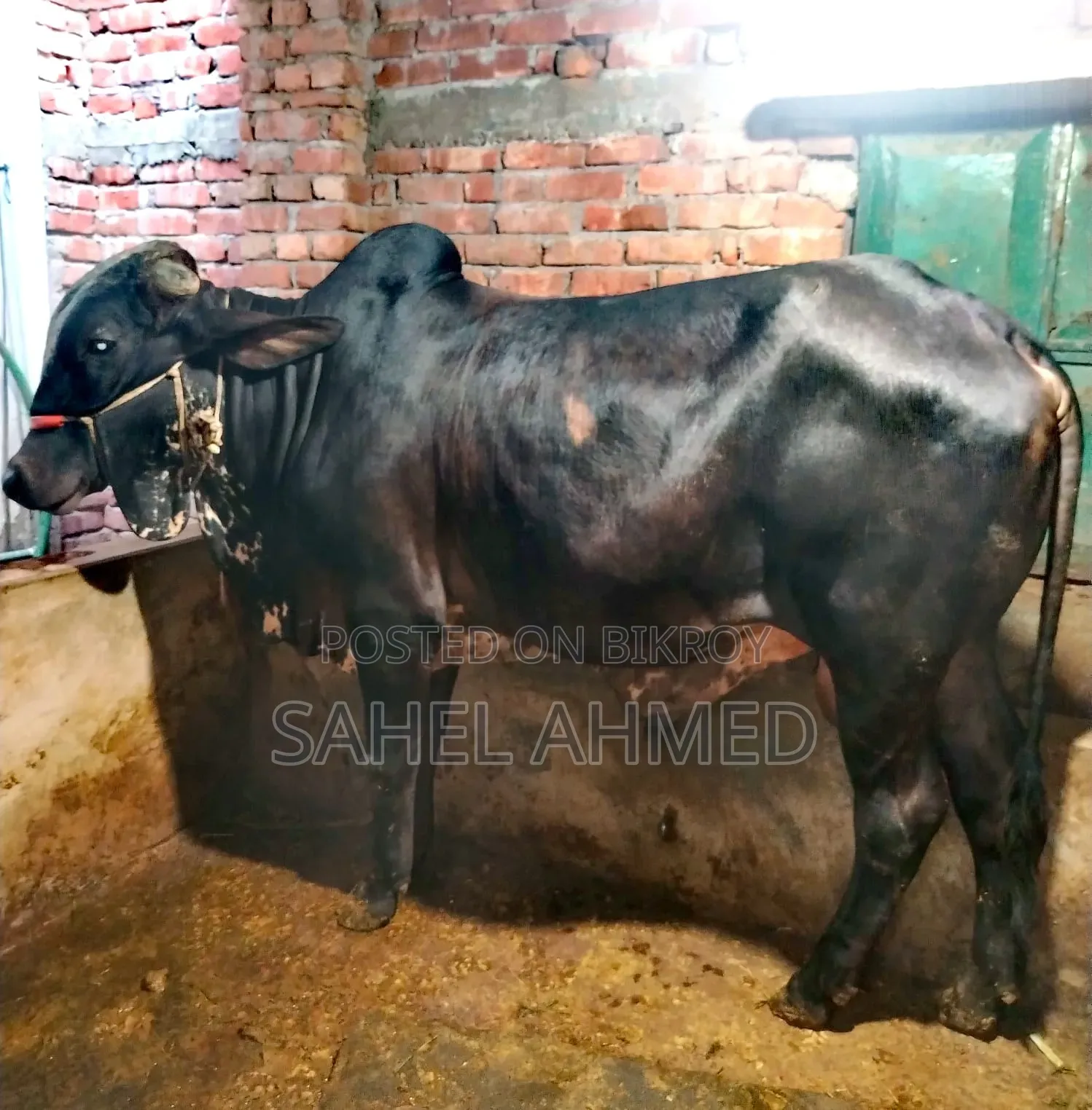 পবিত্র কুরবানীর জন্য ভাল জাতের ষাড় গরু বিক্রয় করা হবে