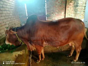 পবিত্র কুরবানীর জন্য ভাল জাতের ষাড় গরু বিক্রয় করা হবে