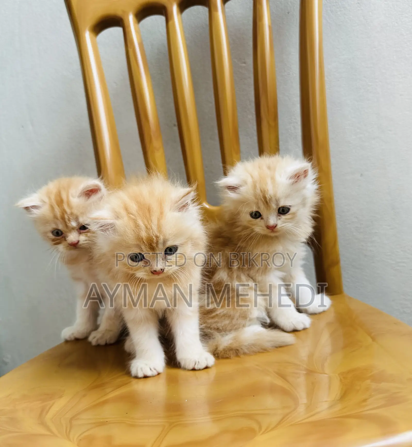 1-3 Months Female Purebred Persian