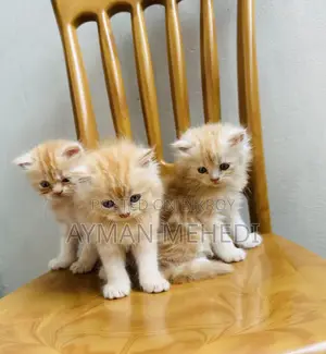 1-3 Months Female Purebred Persian