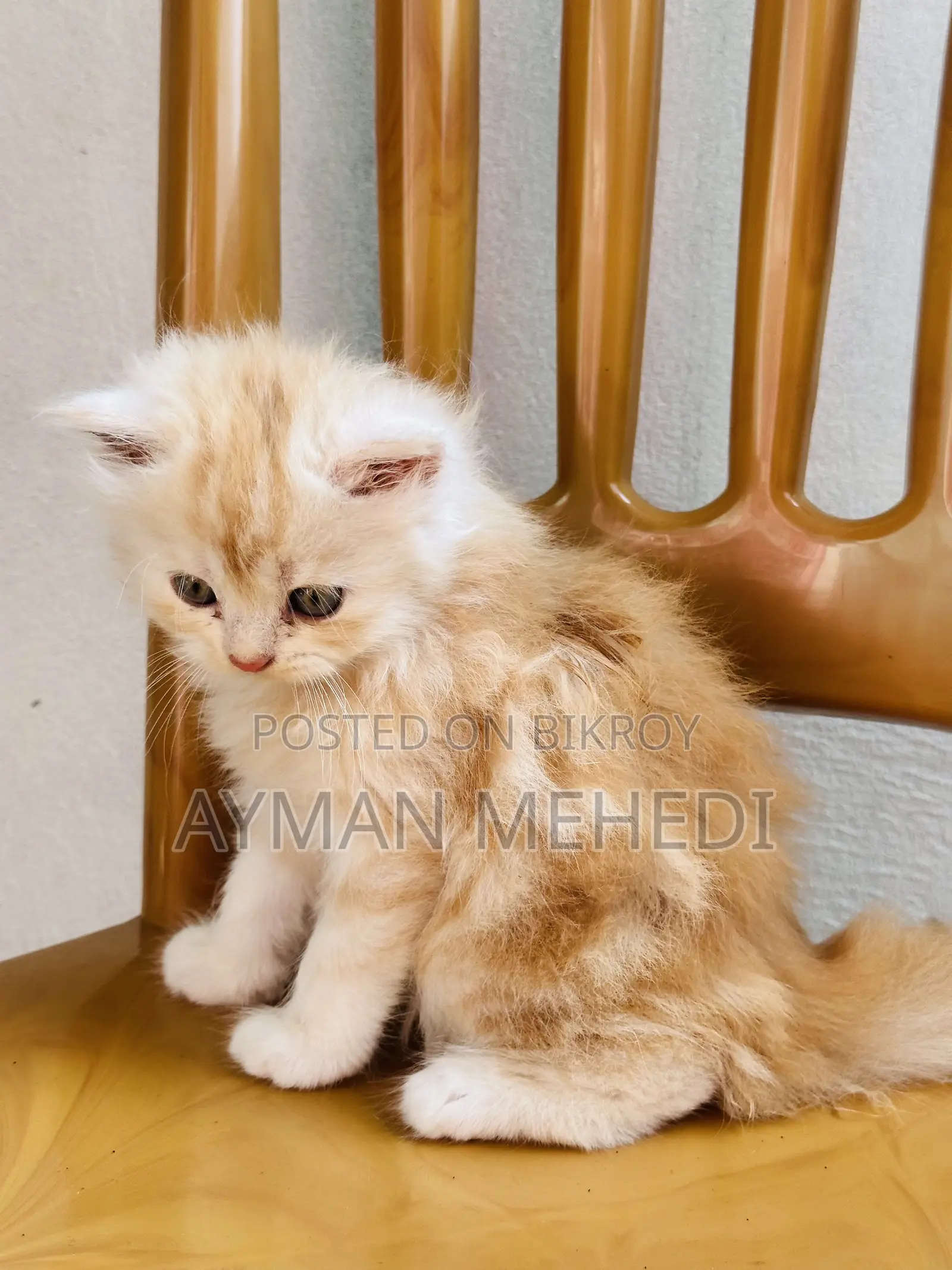 1-3 Months Female Purebred Persian