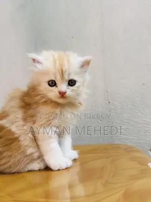 1-3 Months Female Purebred Persian