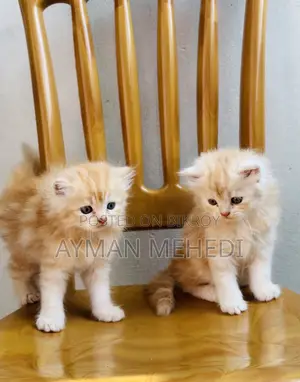 1-3 Months Female Purebred Persian