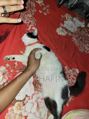 6-12 Months Female Mixed Breed Persian