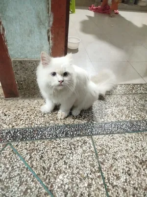 6-12 Months Female Purebred Persian