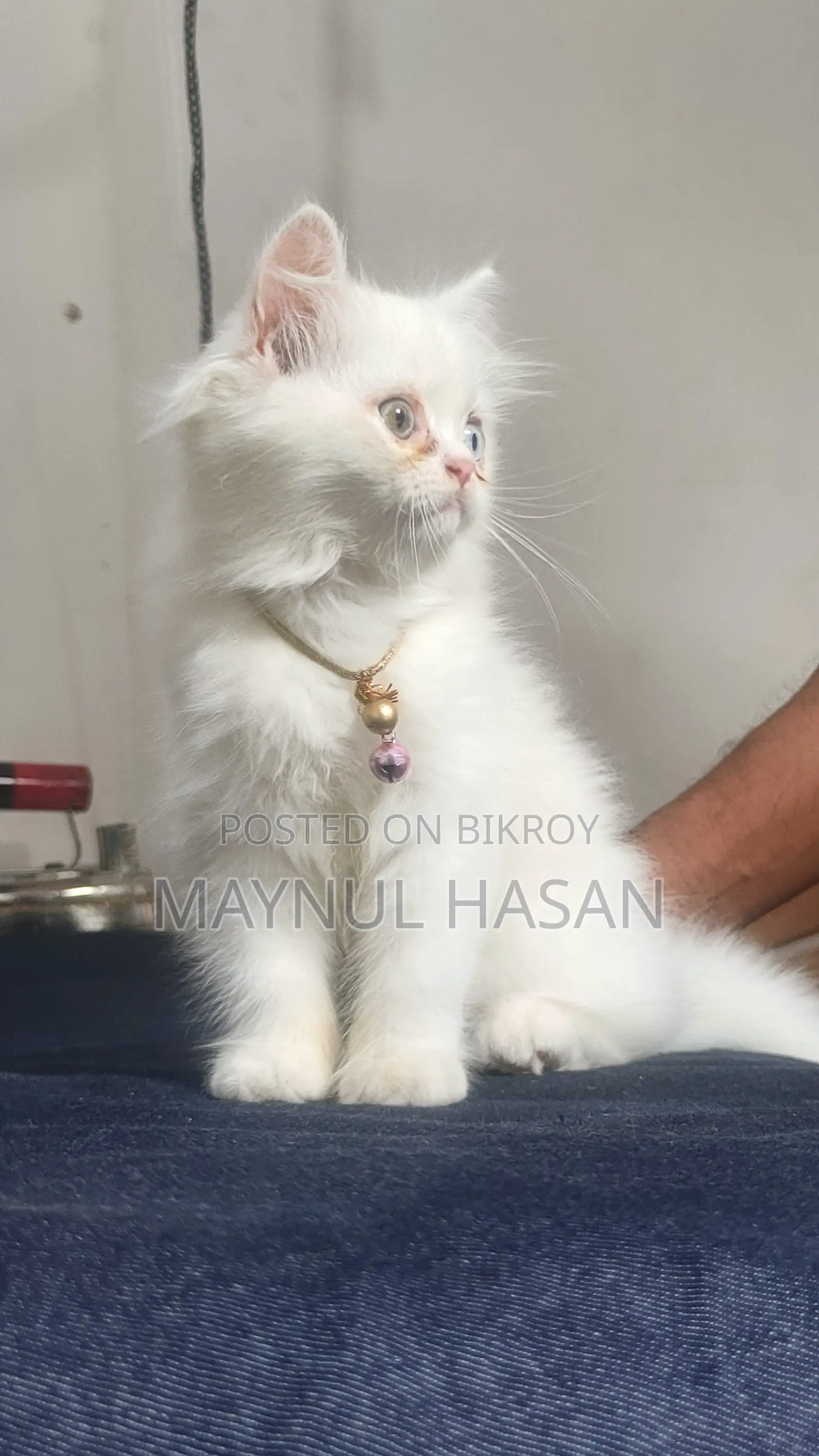 1-3 Months Male Purebred Persian