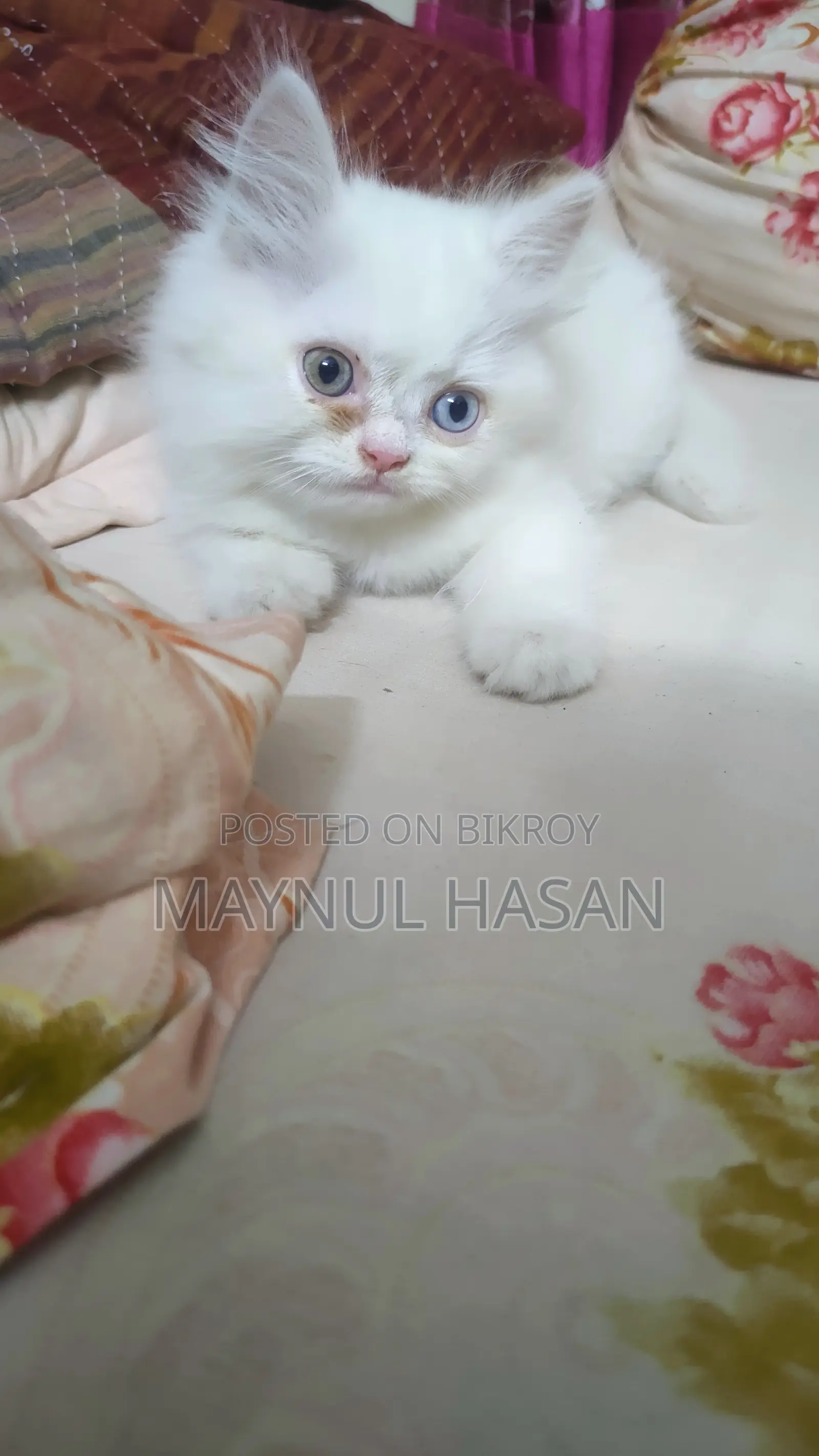 1-3 Months Male Purebred Persian