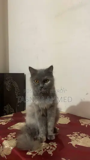 1+ Year Female Purebred Persian