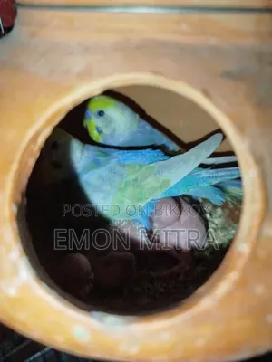 Budgerigar Bird
