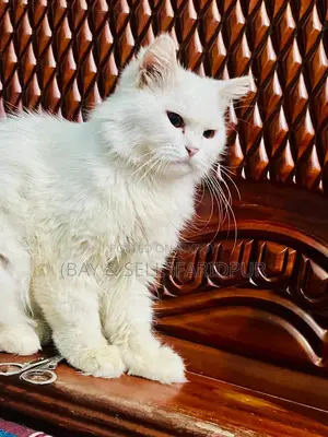 ৩-৬ মাসের পুরুষ পিওর ব্রেড পার্সিয়ান বিড়াল