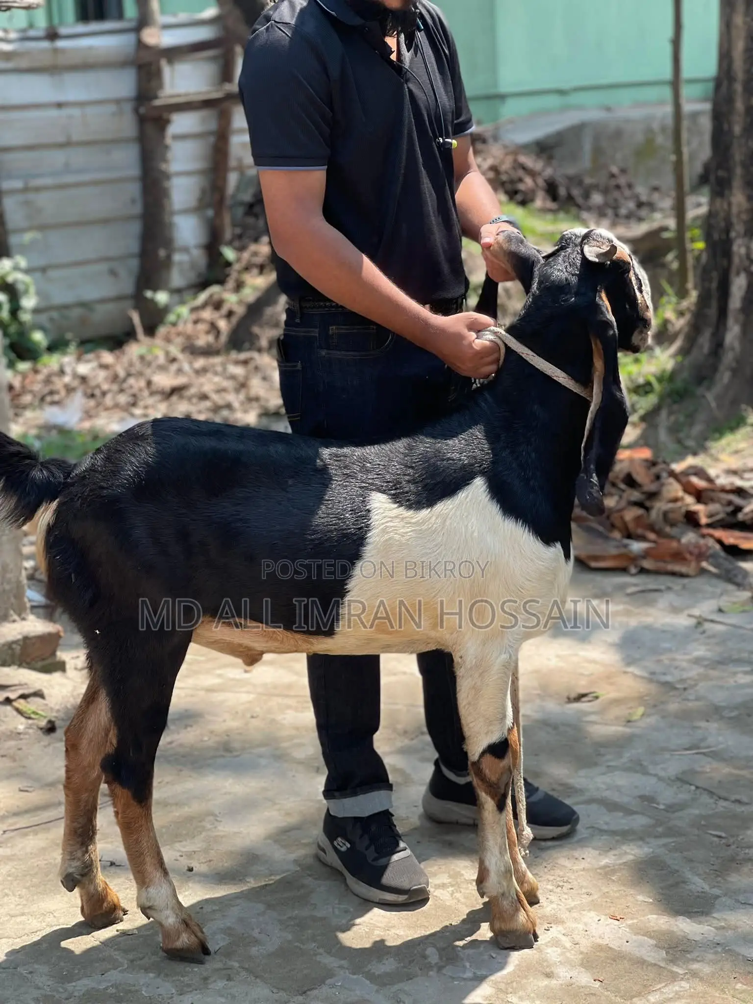 খাসি-ভেড়া-ছাগী-পাঠী