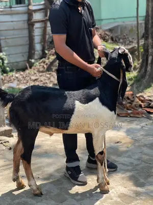 খাসি-ভেড়া-ছাগী-পাঠী