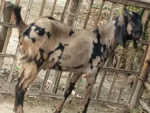 খাসি-ভেড়া-ছাগী-পাঠী
