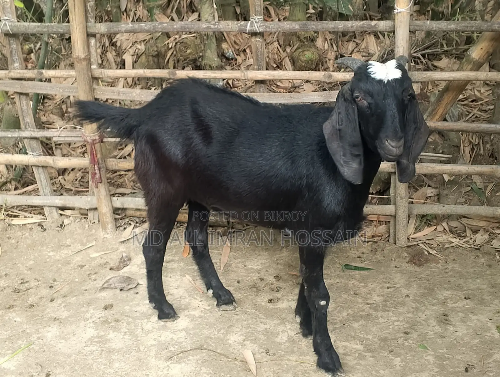 খাসি-ভেড়া-ছাগী-পাঠী