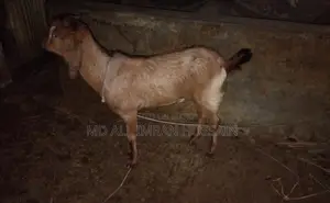 খাসি-ভেড়া-ছাগী-পাঠী