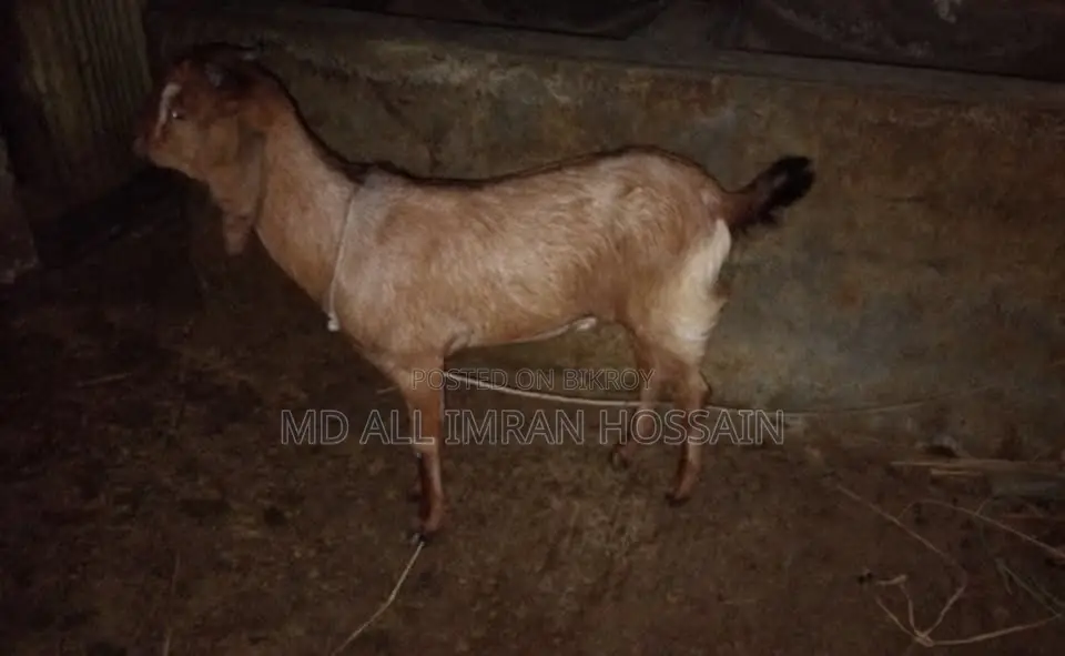 খাসি-ভেড়া-ছাগী-পাঠী