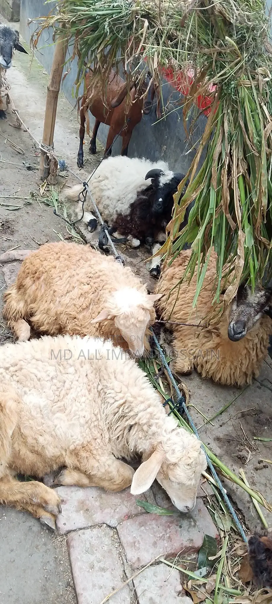 খাসি-ভেড়া-ছাগী-পাঠী
