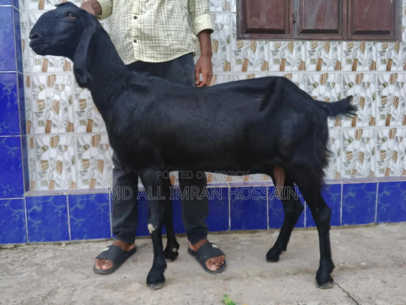 খাসি-ভেড়া-ছাগী-পাঠী
