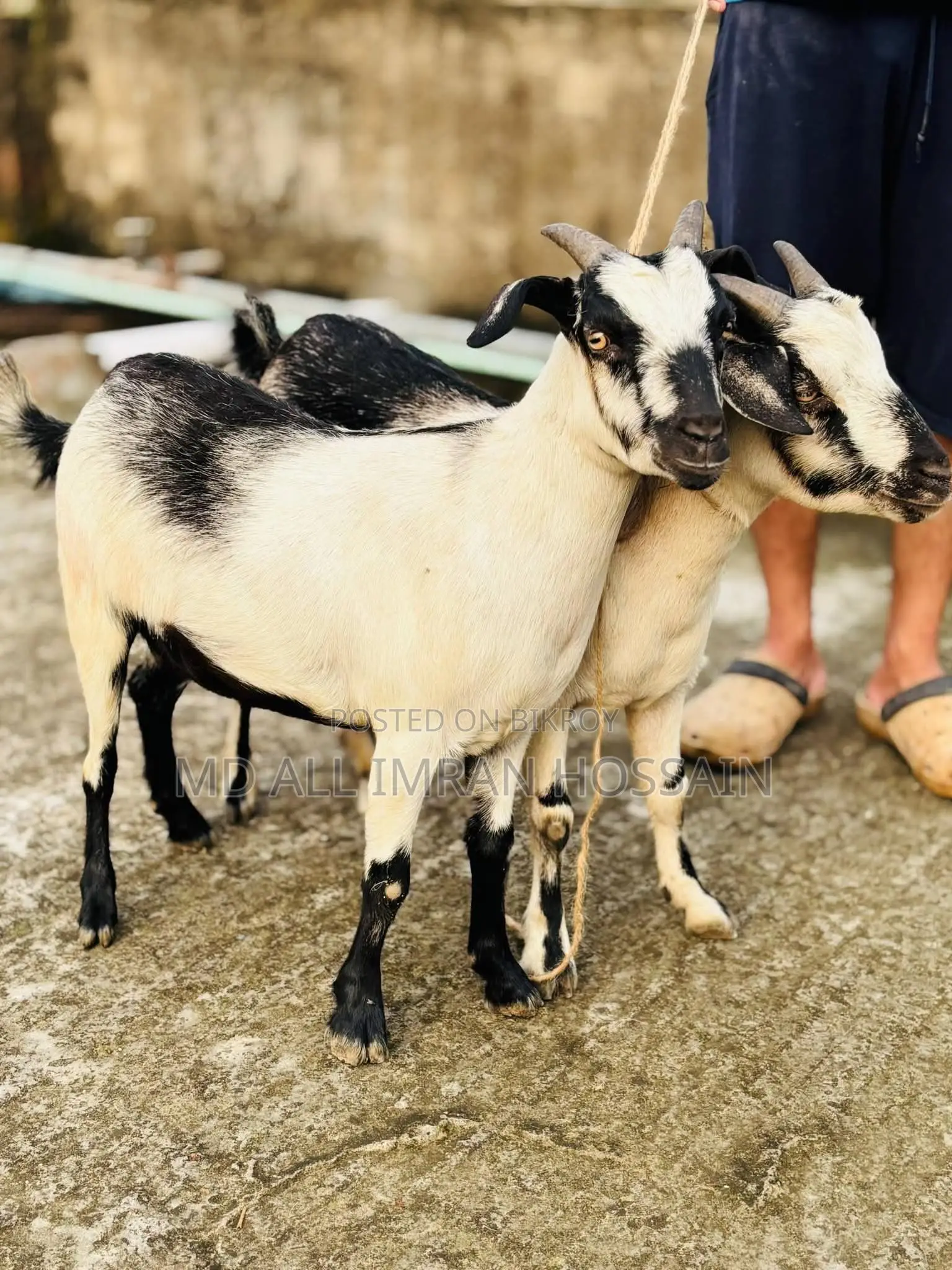 খাসি-ভেড়া-ছাগী-পাঠী