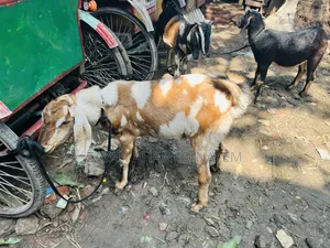 তিন টা খাসি ছাগল