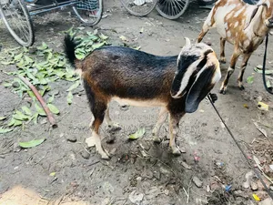 তিন টা খাসি ছাগল