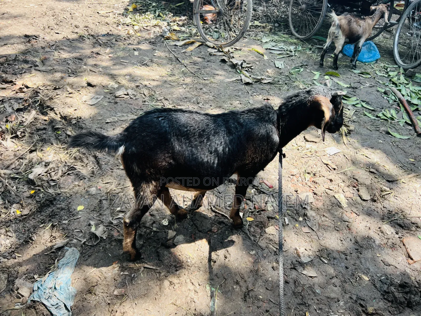 তিন টা খাসি ছাগল