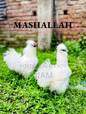 মুরগি বিদেশি